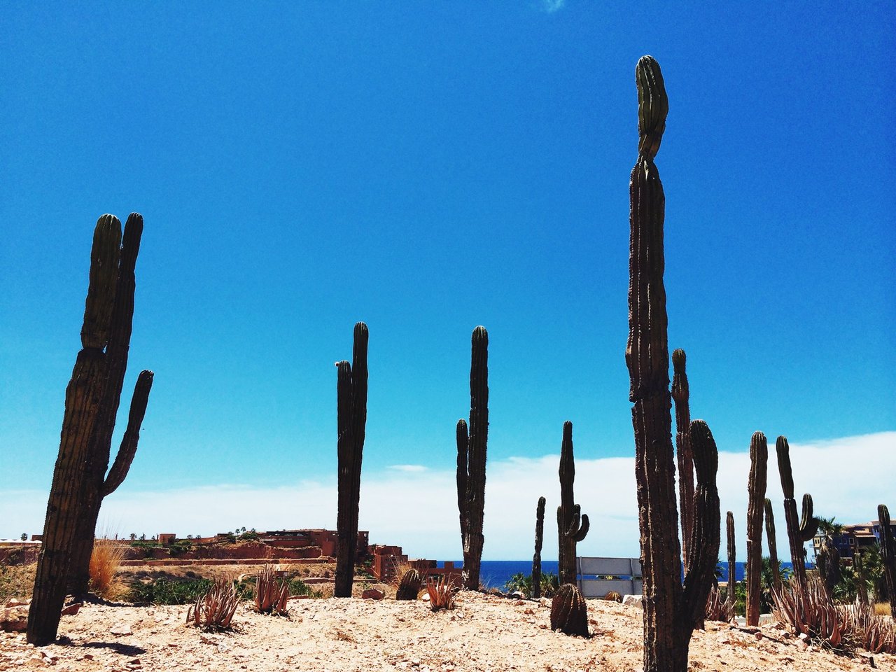 Tall cardon cactus on open desert ground in Los Cabos under a blue sky, with the sea on the horizon